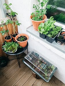 containers gardening