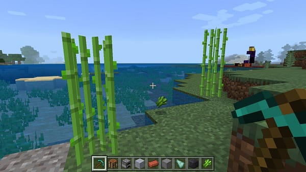 Sugarcane